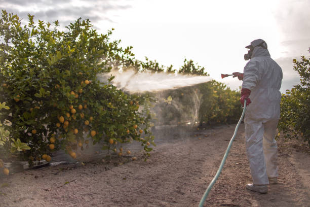 Best Bed Bug Extermination  in Plainedge, NY